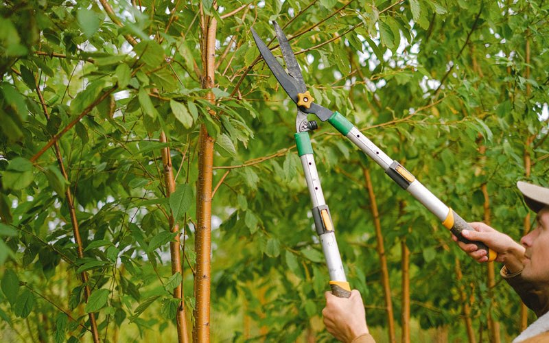 Tree trimming in Hartly, DE