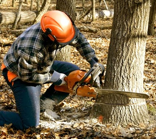 Tree Removal in Hartly, DE